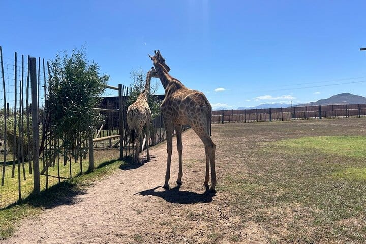Giraffe Encounter and Lion Park with Wine Tasting in Stellenbosch