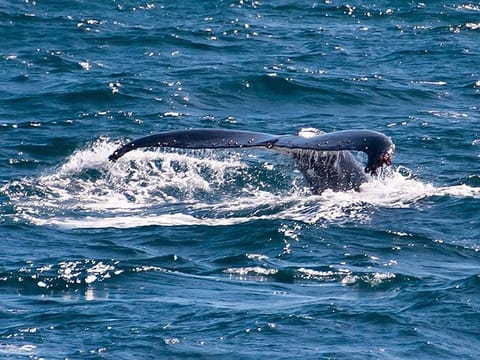  From Colombo: Mirissa Whale Watching Tour