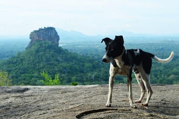 Day Tour to Sigiriya Rock Fortress from Polonnaruwa