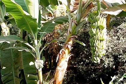 Private Felucca Ride and Banana Island Tour in Luxor