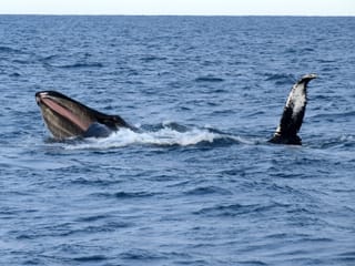Whales & Horses, photo 10