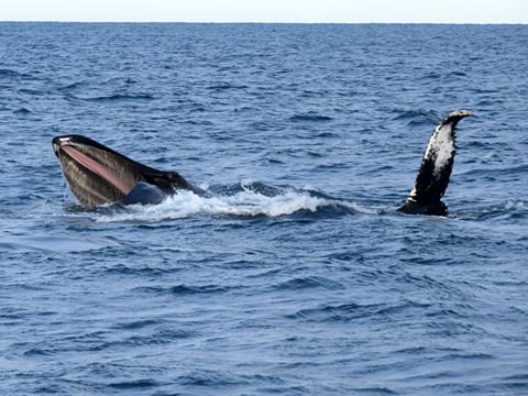 Whales & Horses, photo 10