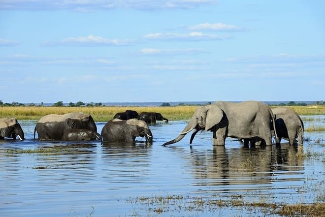 Elephants on the Zambezi River Shore