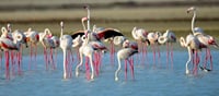 Discover of the Nature in Sri Lanka (07 nights & 08 days) 10