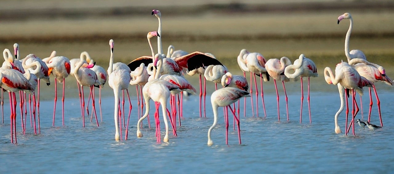Discover of the Nature in Sri Lanka (07 nights & 08 days) 10