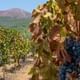 Vineyard