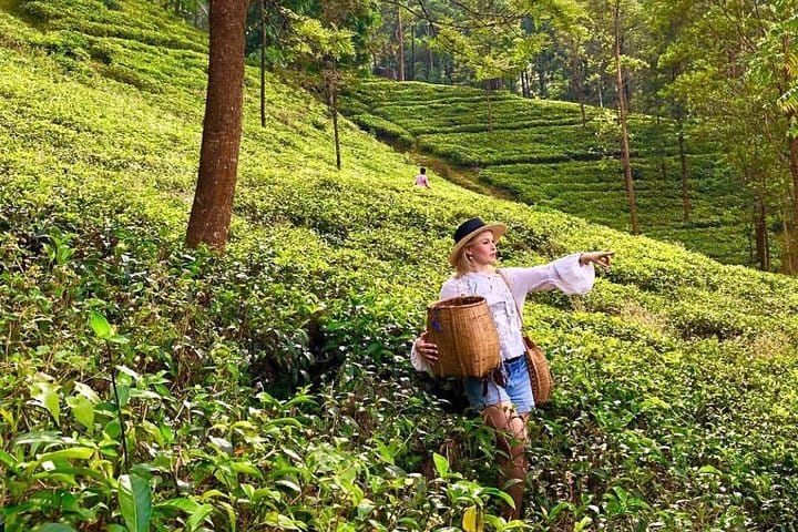 The Tea Hubs of Srilanka