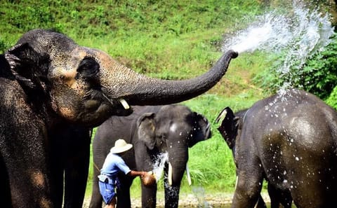 Cultural and Scenic Tour of Luang Prabang, Laos - 9 Days