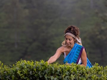 Tea-Plucking-and-Tea-Factory-Visit-from-Kandy-1