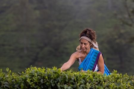Authentic Tea Plucking Experience and Factory Tour in Kandy