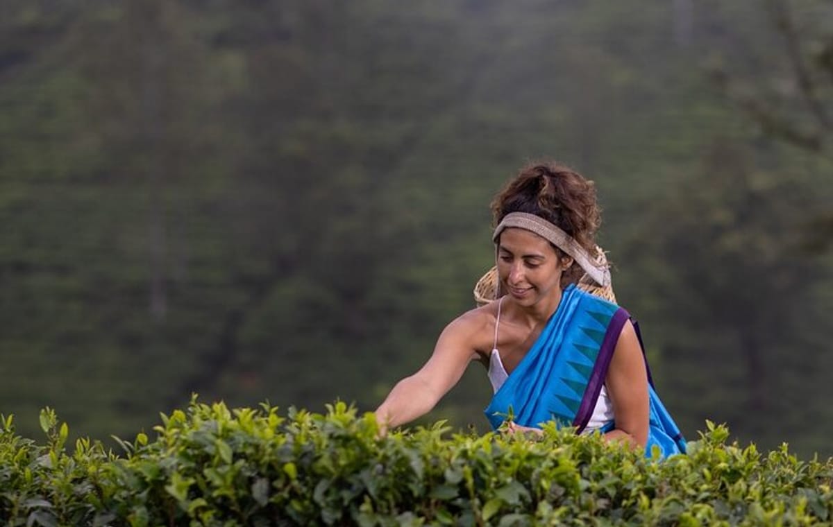 Tea Plucking and Tea Factory Visit from Kandy