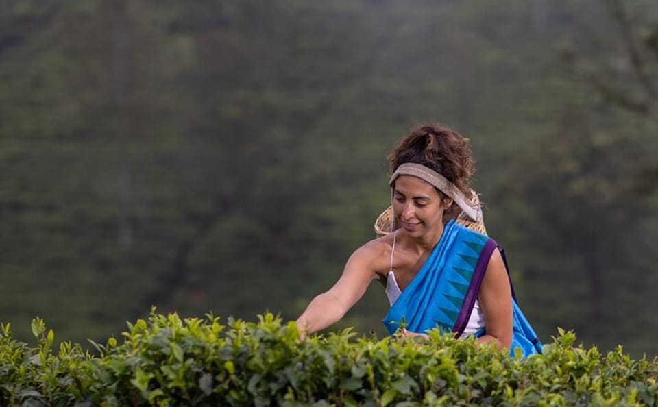 Tea Plucking Experience and Factory Tour in Nuwara Eliya