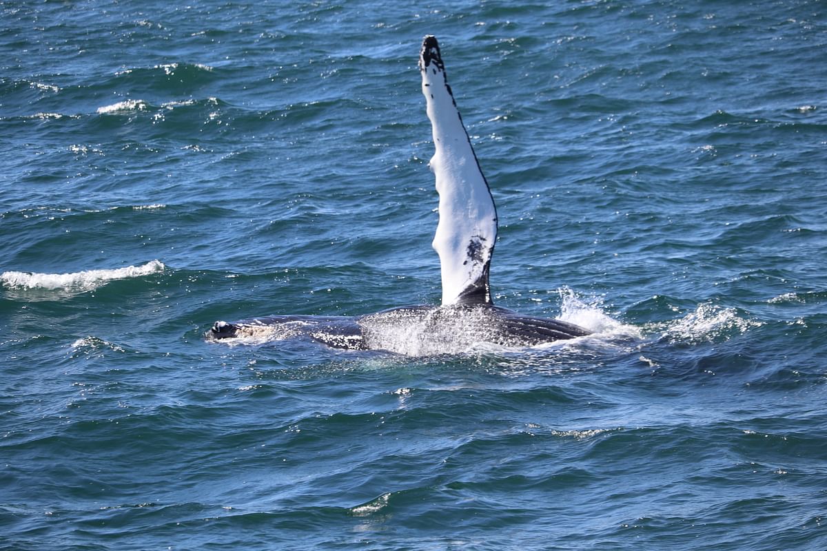 Whale Watching & Lava Show Reykjavik: Nature's Breathtaking Spectacle