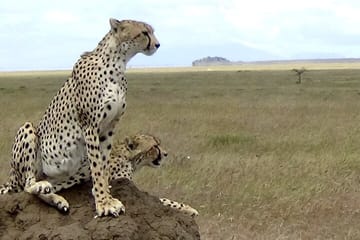 5-Day Safari and ATV Adventure in Arusha, Tanzania