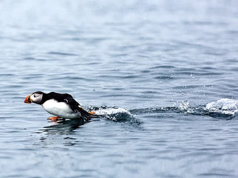 Puffins & Reykjavík Bay Sailing, photo 4