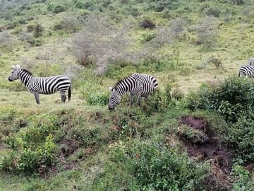zebras grazing.