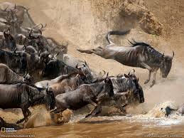 Wildebeest Crossing the Mara river - Animal Migration