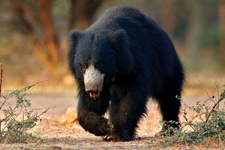 Jaipur Heritage walk Tour