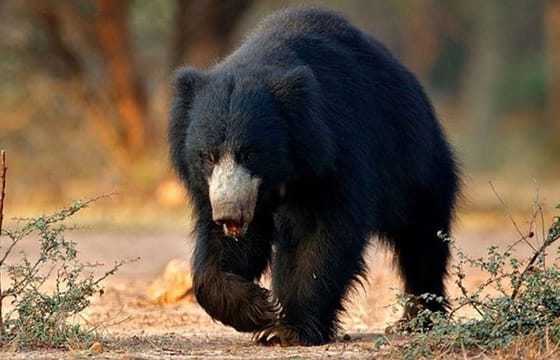 Khajuraho Day Tour: Jungle Safari at Panna National Park with Khajuraho Temple