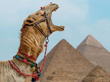 4-Hour Private Giza Pyramids, Sphinx & Camel Experience