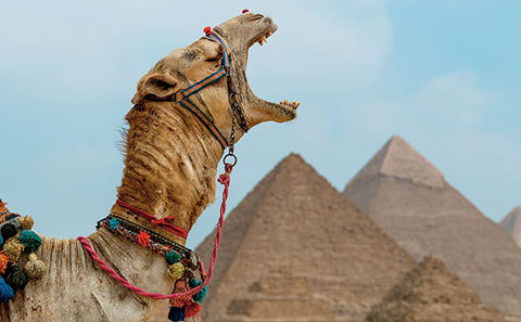 4-Hour Private Giza Pyramids, Sphinx & Camel Experience