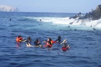 Palomino Islands Sea Lion Swimming Tour 5