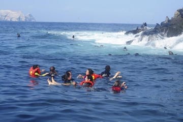 Sea Lion Swimming Tour at Palomino Islands, Callao