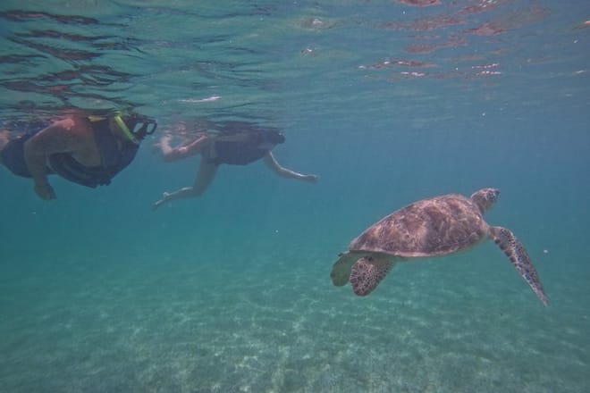 Santuario de tortugas Akumal Snorkel Experiencia marina