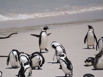 Private Full Day Tour of Cape Point and Cape Town Highlights