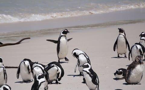 Private Full Day Tour of Cape Point and Cape Town Highlights