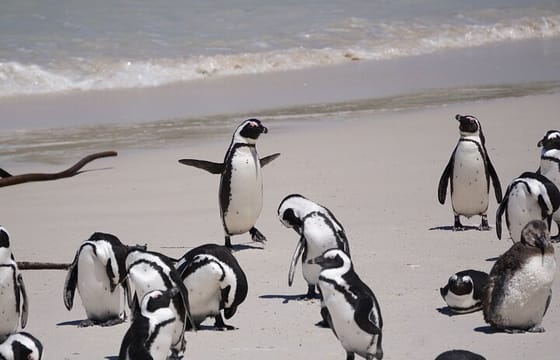 Best of the Cape Private full day tour