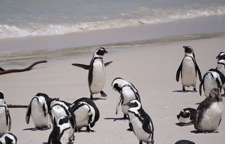Private Full Day Tour of Cape Point and Cape Town Highlights