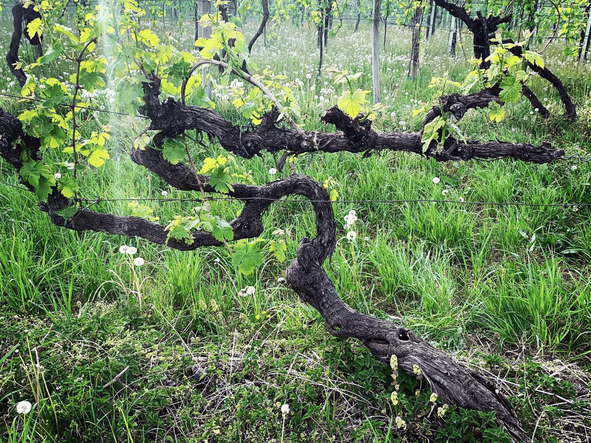 Prosecco Tasting in Countryside Winery