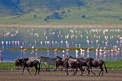 3 Days Birdwatching Luxury Safari