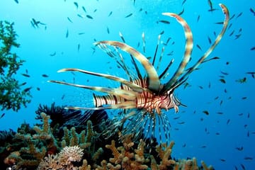 Giftun Island Private Snorkeling Trip from Hurghada with Pickup