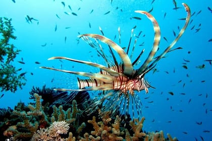 Giftun Island Private Snorkeling Trip from Hurghada with Pickup