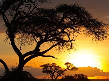 Amboseli Full Day Trip from Nairobi