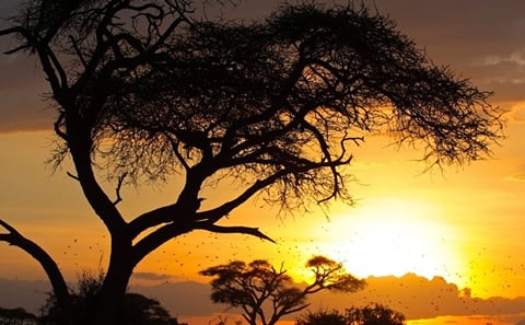 Amboseli Full Day Trip from Nairobi