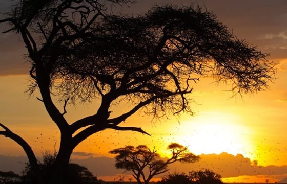 Amboseli Full Day Trip from Nairobi