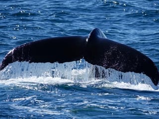 Whale Watching Cruise from Reykjavík, photo 17