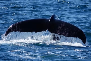 Whale Watching Adventure Tour in Reykjavík, Iceland