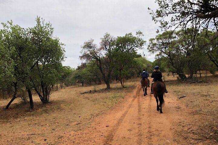 Zebras and antelopes spotted during Horse Safari from Johannesburg in scenic reserve