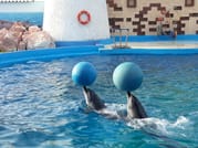 Agadir Dolphin Show & Crocodile Parc | 1 Day : Private & Luxury 8