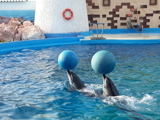 Agadir Dolphin Show & Crocodile Parc | 1 Day : Private & Luxury 8