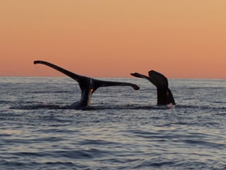 Midnight Sun Whale Watching, photo 13