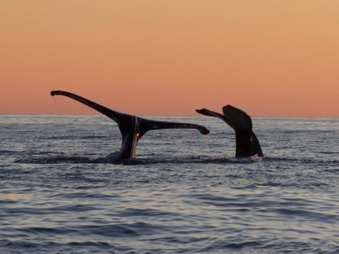 Midnight Sun Whale Watching, photo 13