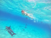 Dolphin Show & Swimming in Sharm EL Sheikh 1