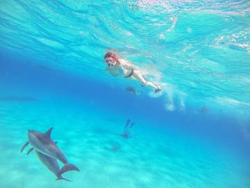 Dolphin Show and Swimming Experience in Sharm El Sheikh