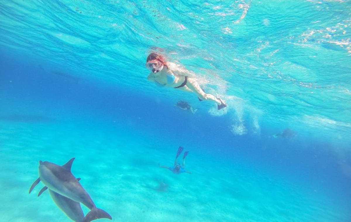 Dolphin Show & Swimming in Sharm EL Sheikh