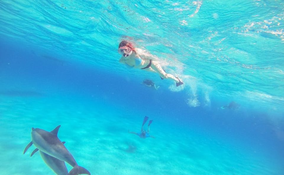 Dolphin Show and Swimming Experience in Sharm El Sheikh